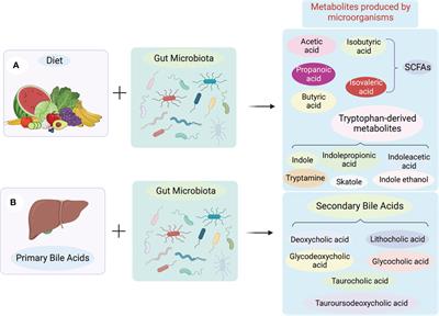 The role of intestinal microbes on intestinal barrier function and host immunity from a metabolite perspective